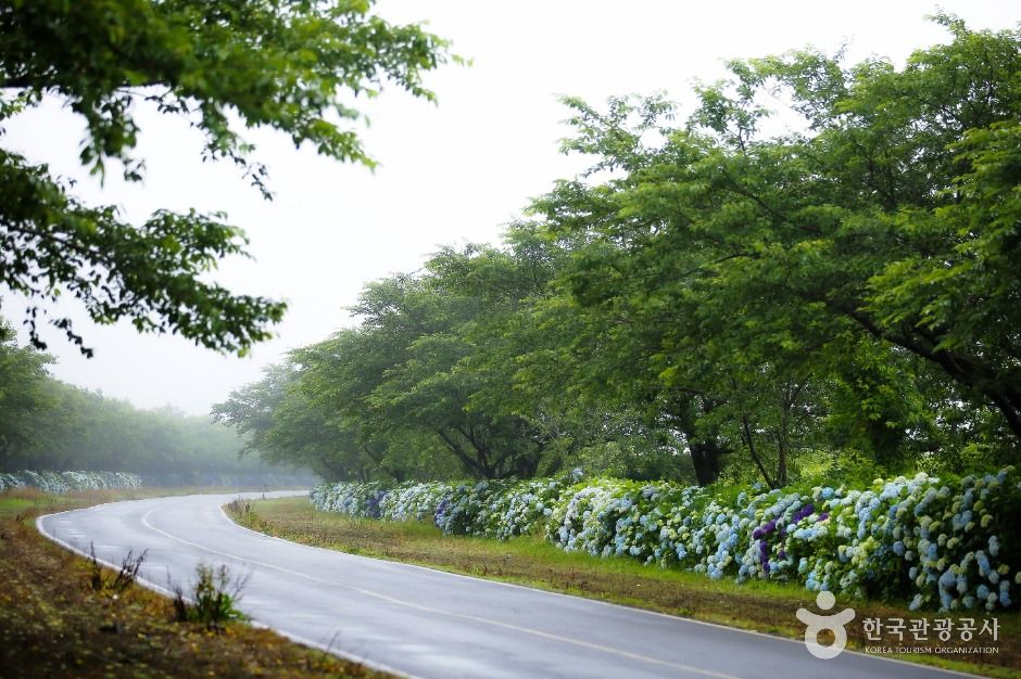 [제주] 녹산로 유채꽃도로