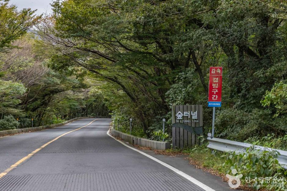 [제주] 5.16 도로숲터널