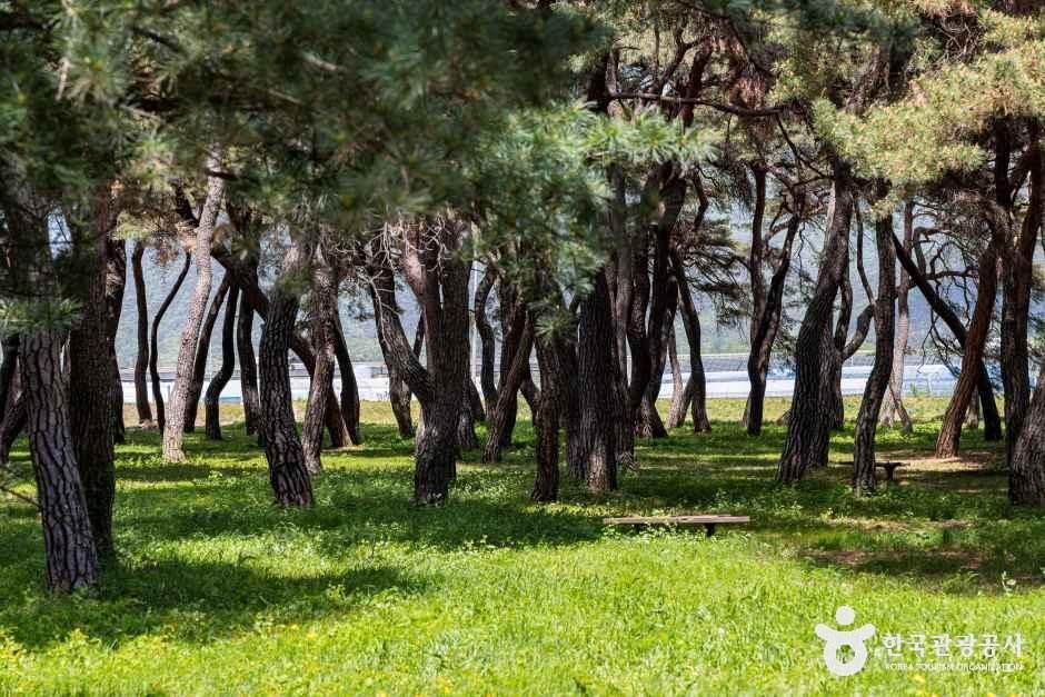 [충북] 솔밭공원