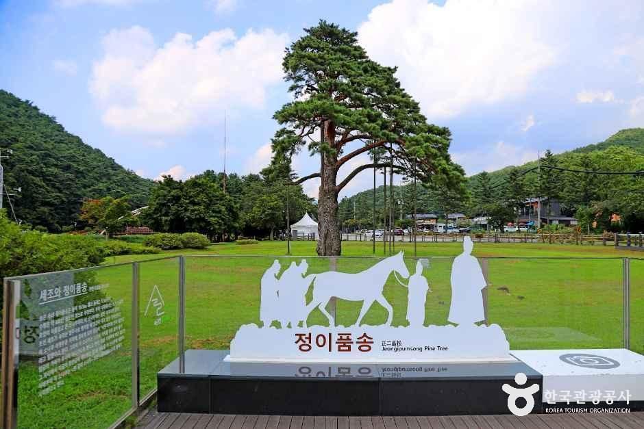 [충북] 보은 속리 정이품송