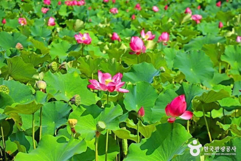 [충북] 속리산연꽃단지