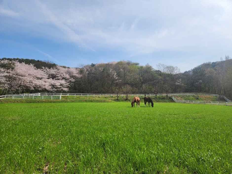 [전남광주통합특별시] 송산목장