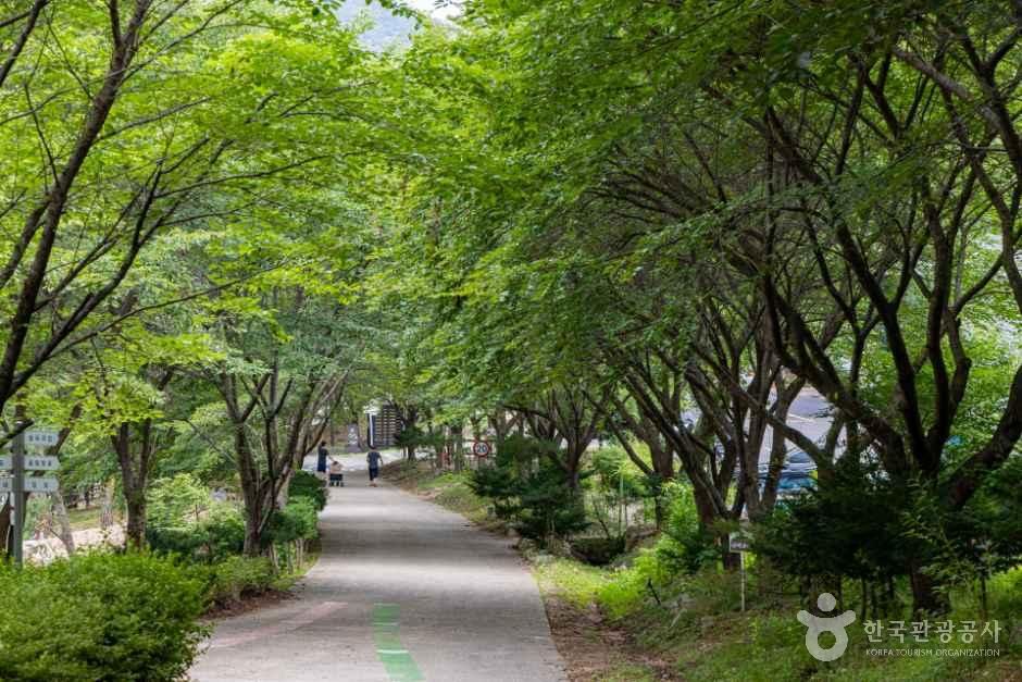 [충남] 국립용현자연휴양림