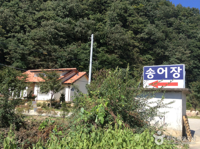 [경북] 민지송어장