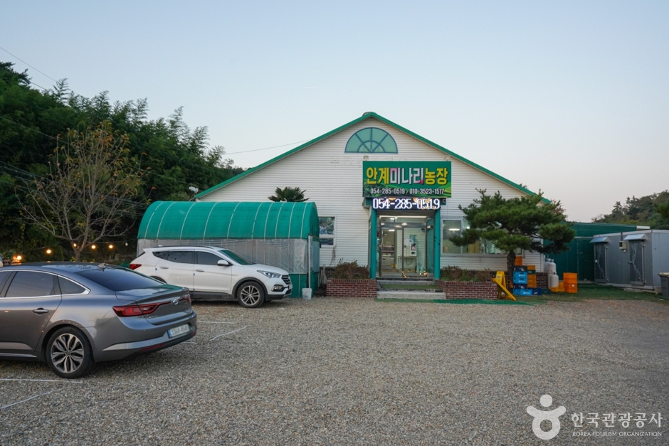 [경북] 안계미나리농장