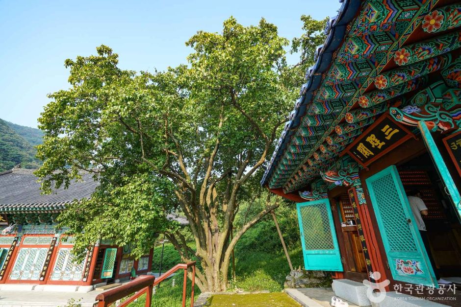[경남] 인곡리 모과나무