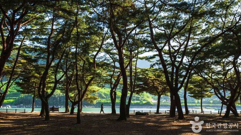 [경남] 하동송림공원