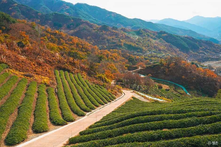 [경남] 정금차밭