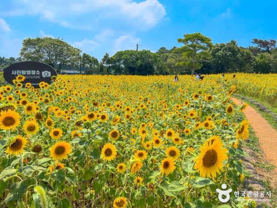 [제주] 제주 항파두리 항몽 유적