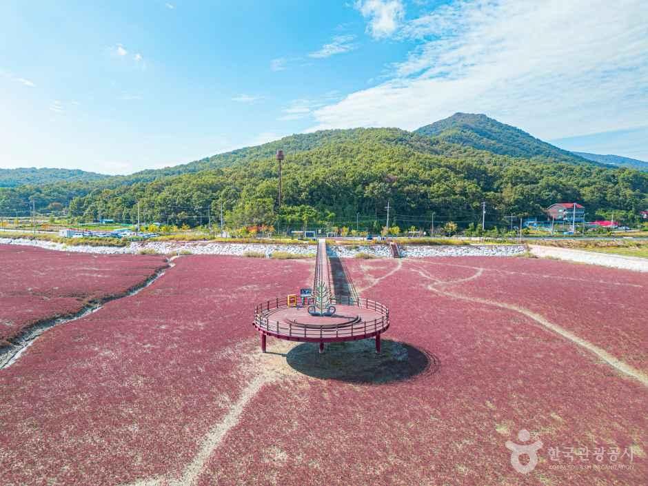[인천] 석모도 칠면초 군락지