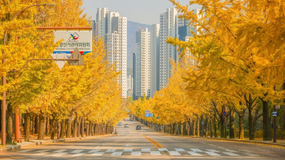 [경기] 과천 은행나무길