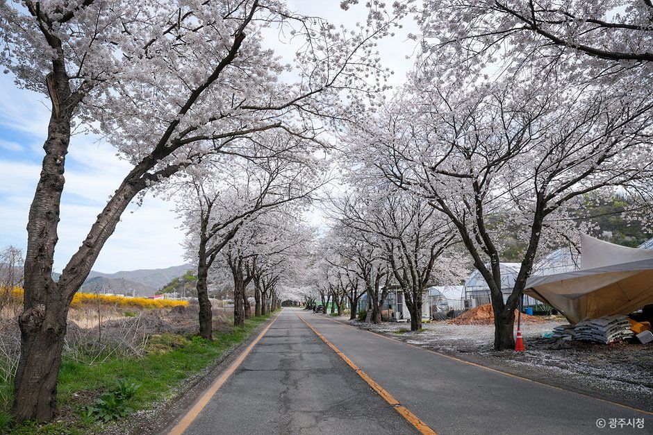 [경기] 남한산성벚꽃길