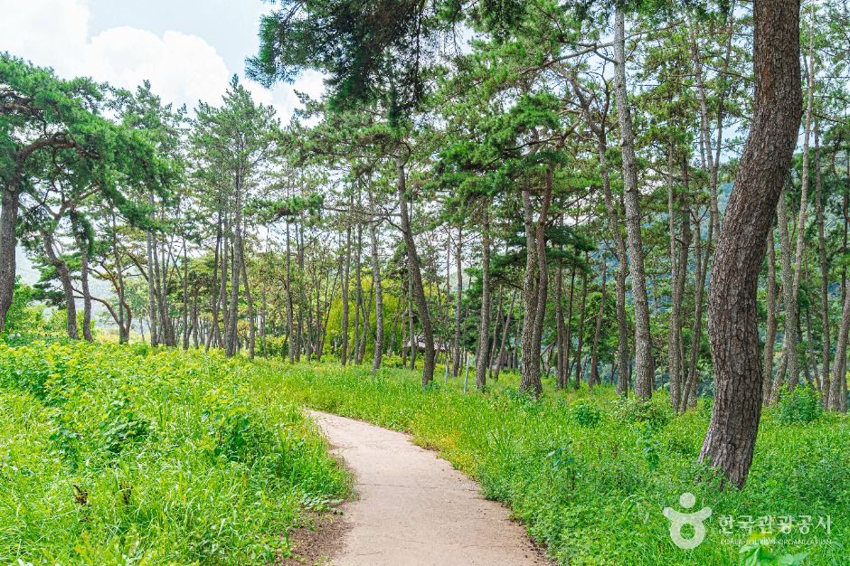 [전남광주통합특별시] 드들강솔밭유원지
