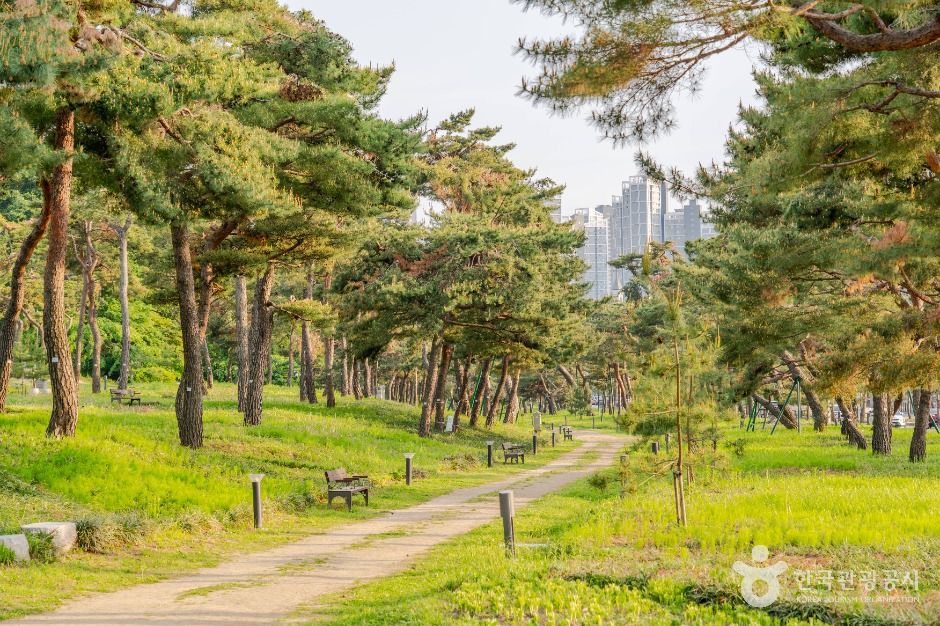 [경기] 노송지대