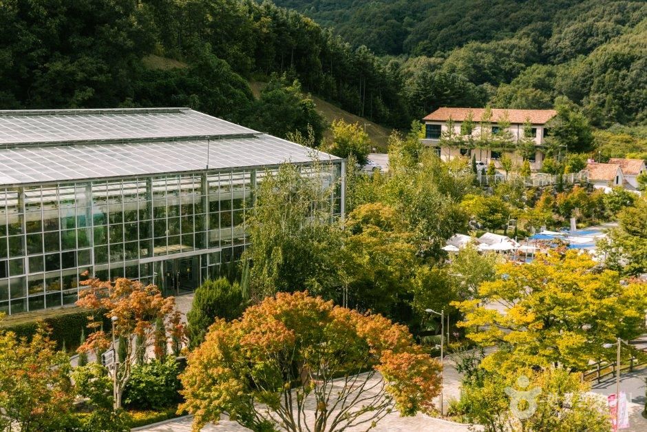 [경기] 용인자작나무숲