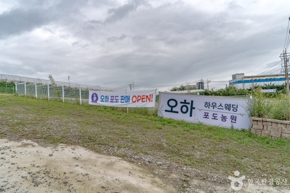 [경기] 오하포도농원