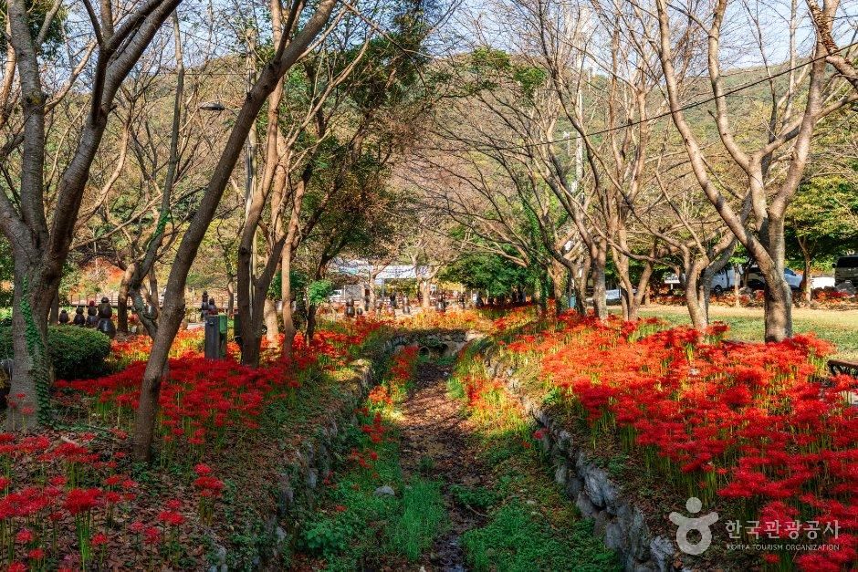 [전남광주통합특별시] 용천사 꽃무릇공원