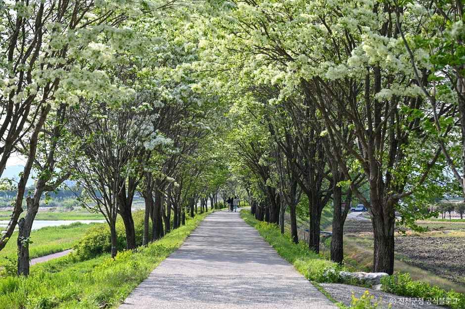 [충북] 진천 이팝나무길
