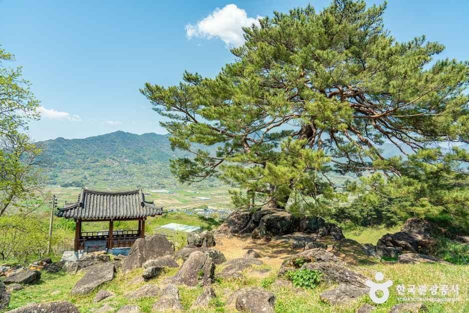 [경남] 하동 축지리 문암송(악양문암송)