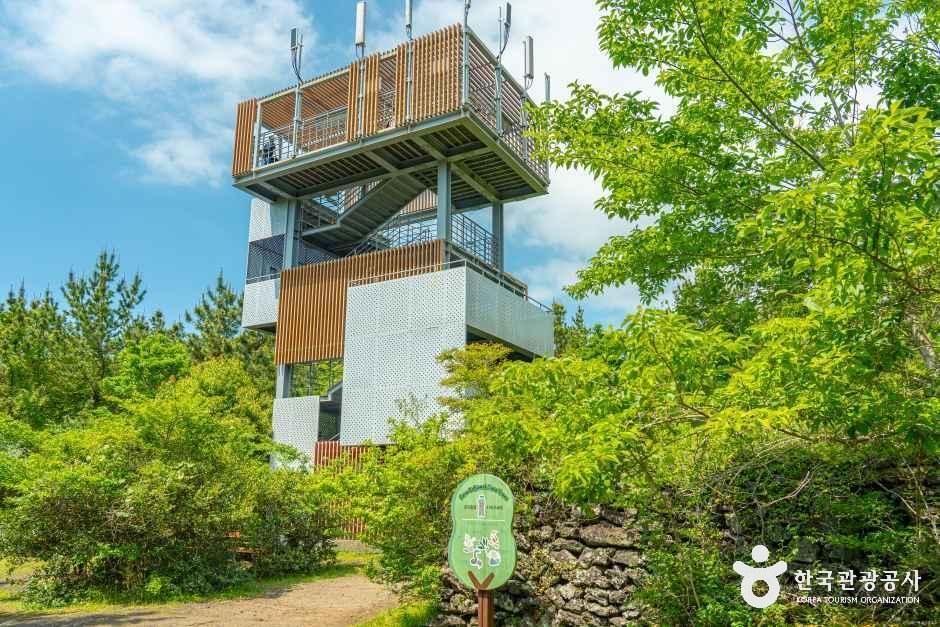 [제주] 제주곶자왈도립공원