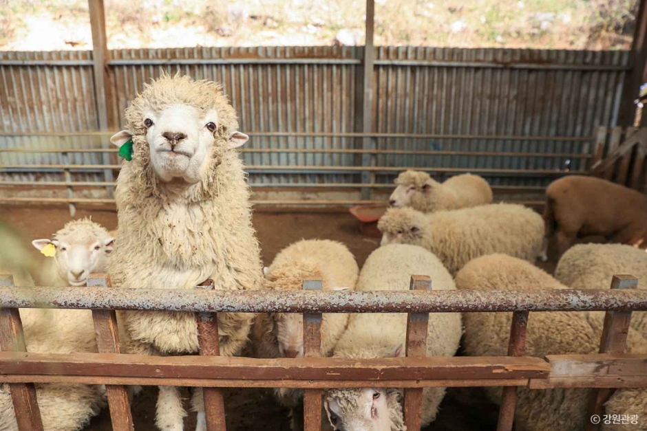 [강원] 정선 양떼목장