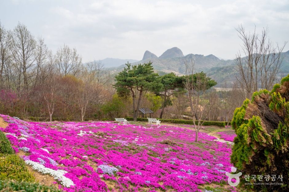 [전북] 진안 꽃잔디동산