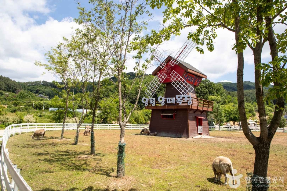[경기] 양평양떼목장