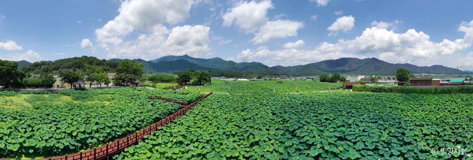 [경남] 밀양연꽃단지